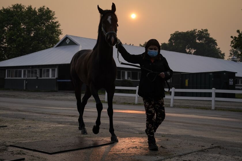 A handler wears a mask as she leads a horse back into the stables as the sun is obscured by haze 