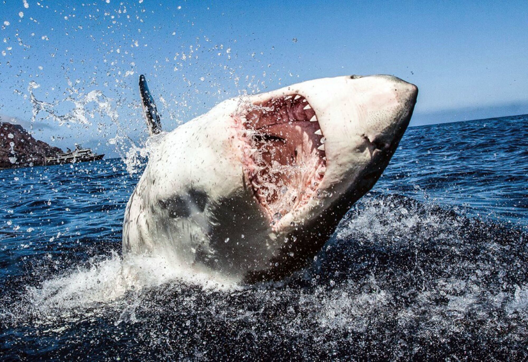 Un gran tiburón blanco irrumpe en la superficie del océano.