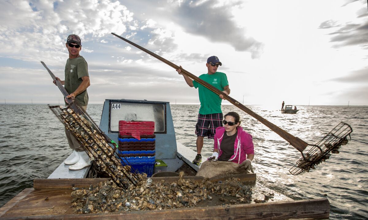 FILE - In this April 2, 2015, file photo, Gene Dasher, left, and Frankie Crosby, center, use wire baskets on the end of 14-foot handles to tong oysters while Misty Crosby separates clumps of oysters at Apalachicola Bay, near Eastpoint, Fla. The Florida Fish and Wildlife Conservation will shut down wild oyster harvesting for as long as five years. The Commissioners hope that the pause and $20 million in restoration and monitoring, will restore a portion of the oyster fishery. (AP Photo/Mark Wallheiser, File)
