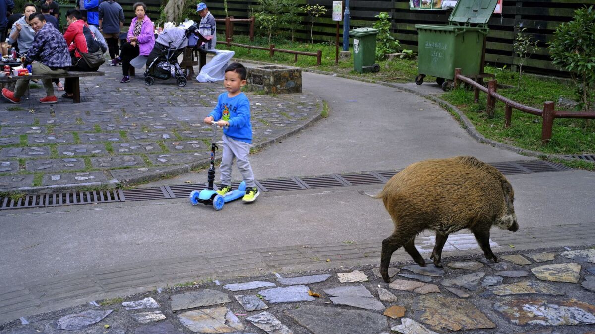 A wild boar scavenges for food while local residents watch at a Hong Kong park.