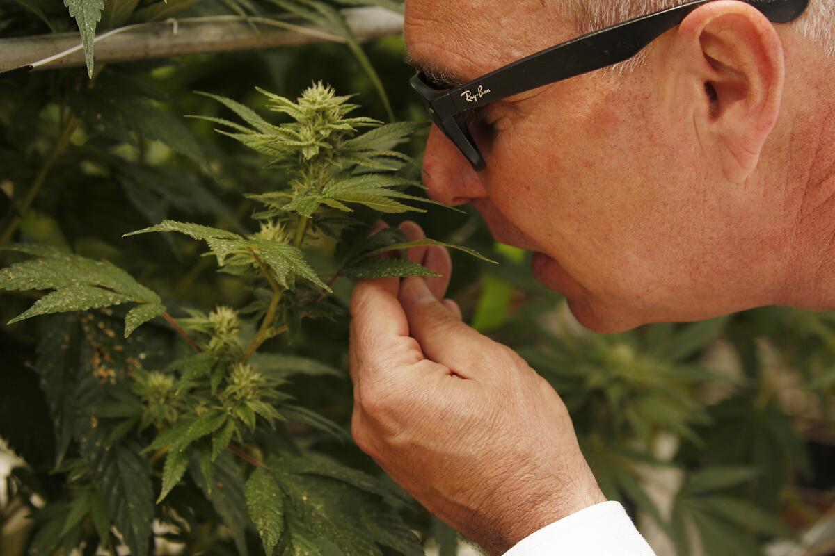 Dennis Bozanich, deputy county executive officer in Santa Barbara County, inspects marijuana growing in a steel-frame greenhouse. (Al Seib / Los Angeles Times)