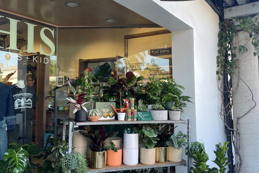Plant Vault plants at HIS boutique on Cedros.