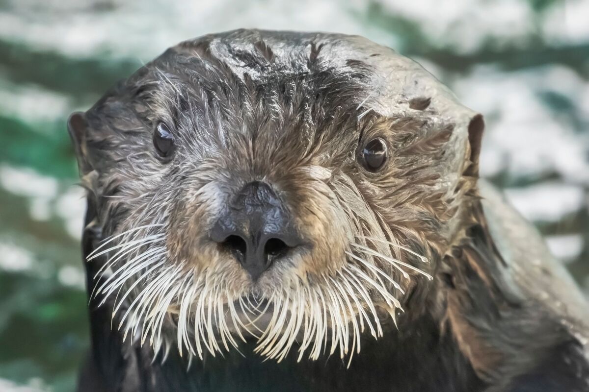 closeup of a sea otter.