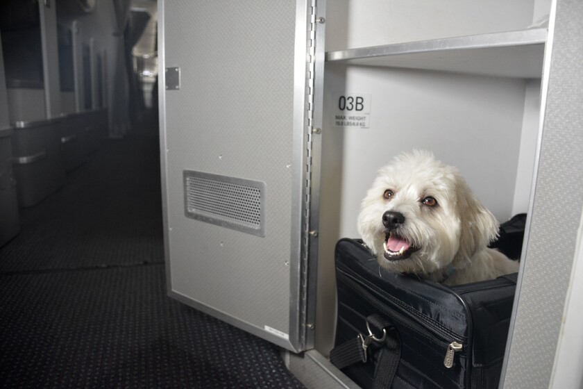 You Re Not The Only One Who Can Fly First Class Now Your Dog Or Cat Can Too Los Angeles Times