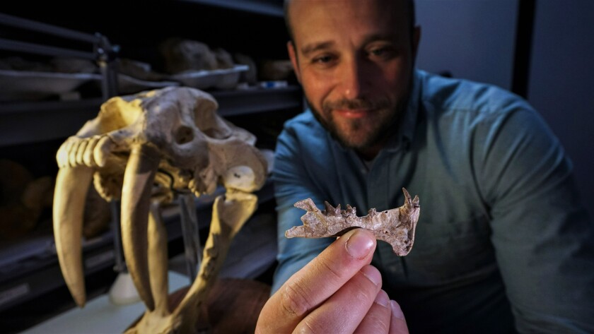 Ashley Poust, a post-doctoral researcher at San Diego Natural History Museum, holds the jawbone of the Diegoaelurus.