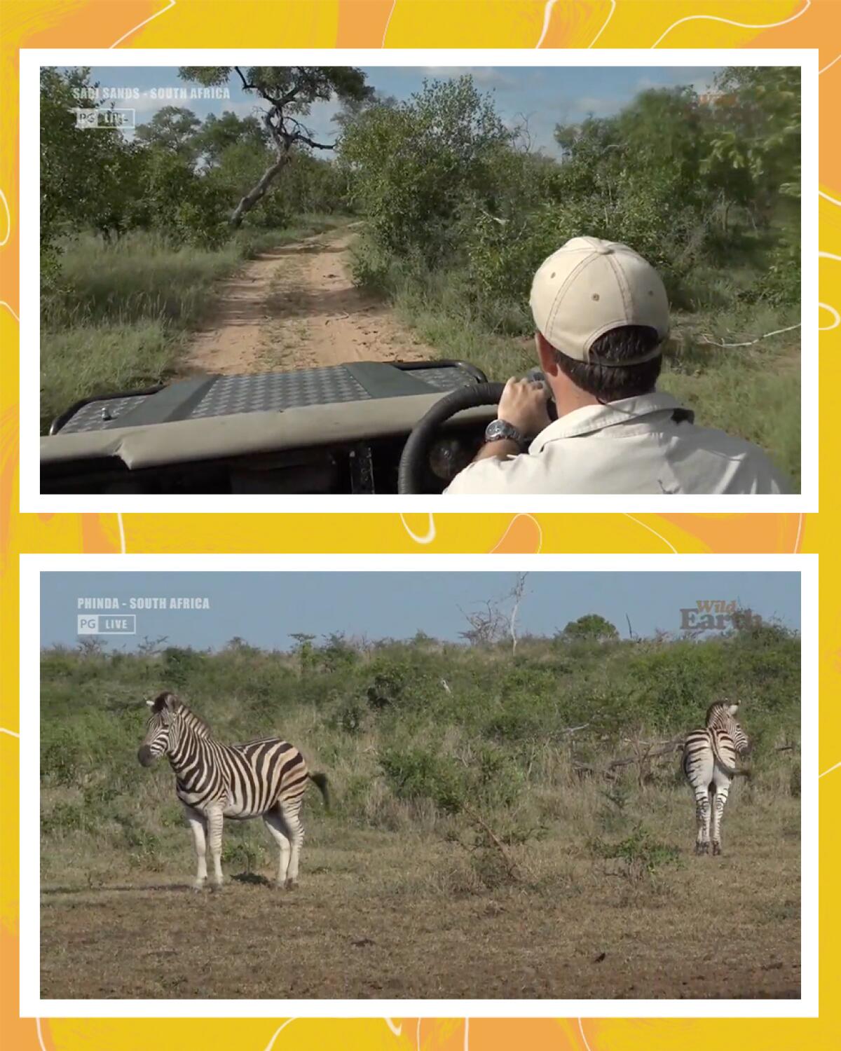 Scenes from WILDwatch Live: safari host driving and zebras grazing