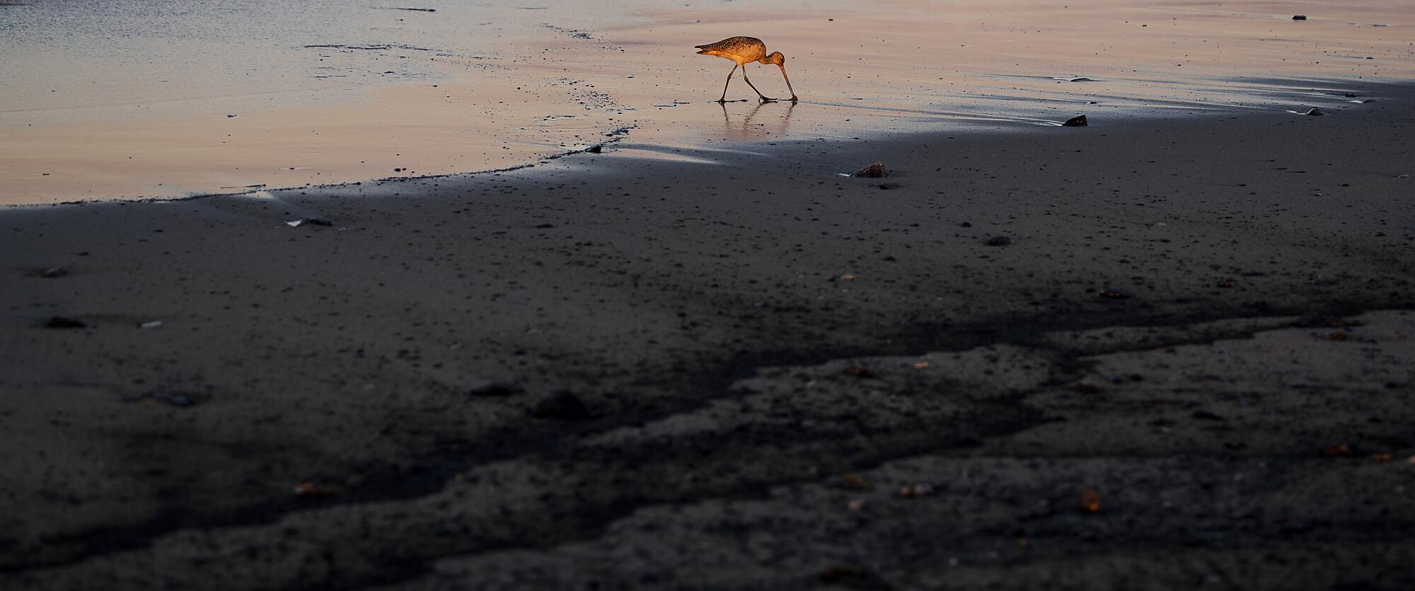 Oil lines the beach as a bird feeds in the incoming tide.