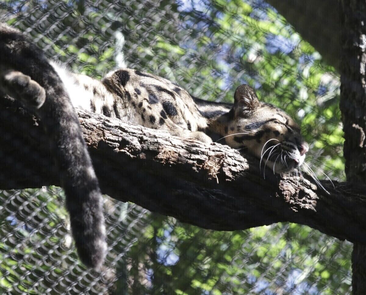 En esta fotografía sin fecha proporcionada por el zoológico de Dallas se muestra a la leoparda nublada llamada