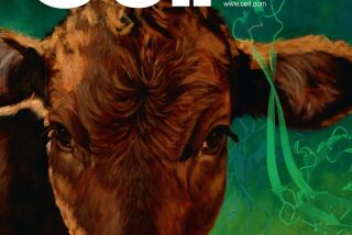 A Scripps Research-led study on cow antibodies as potential therapeutics made the cover of Cell.