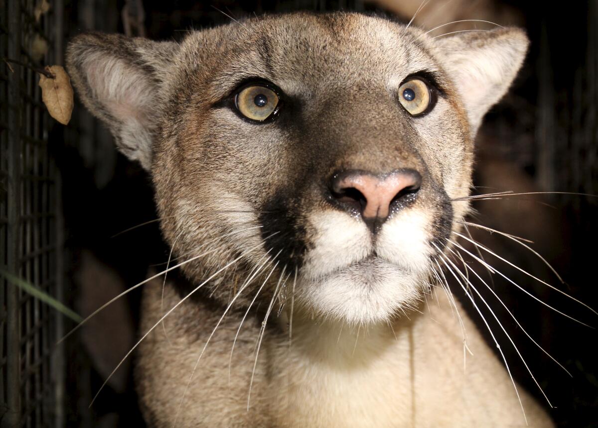 A close-up of a mountain lion's face, tan in color, with whiskers, a pink nose, and yellow/green eyes