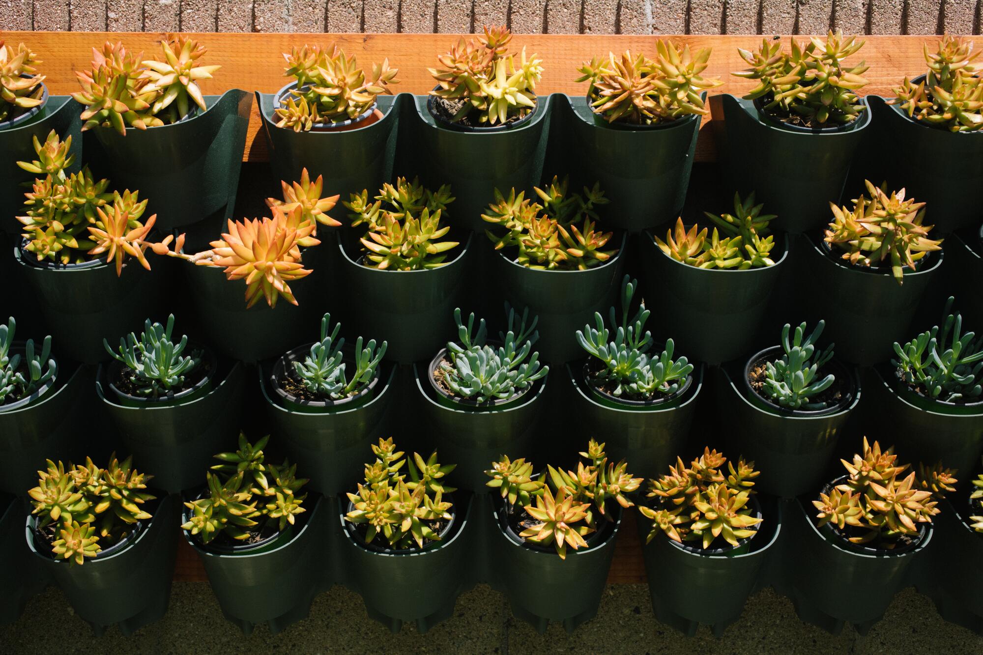 Rows of small potted succulents.