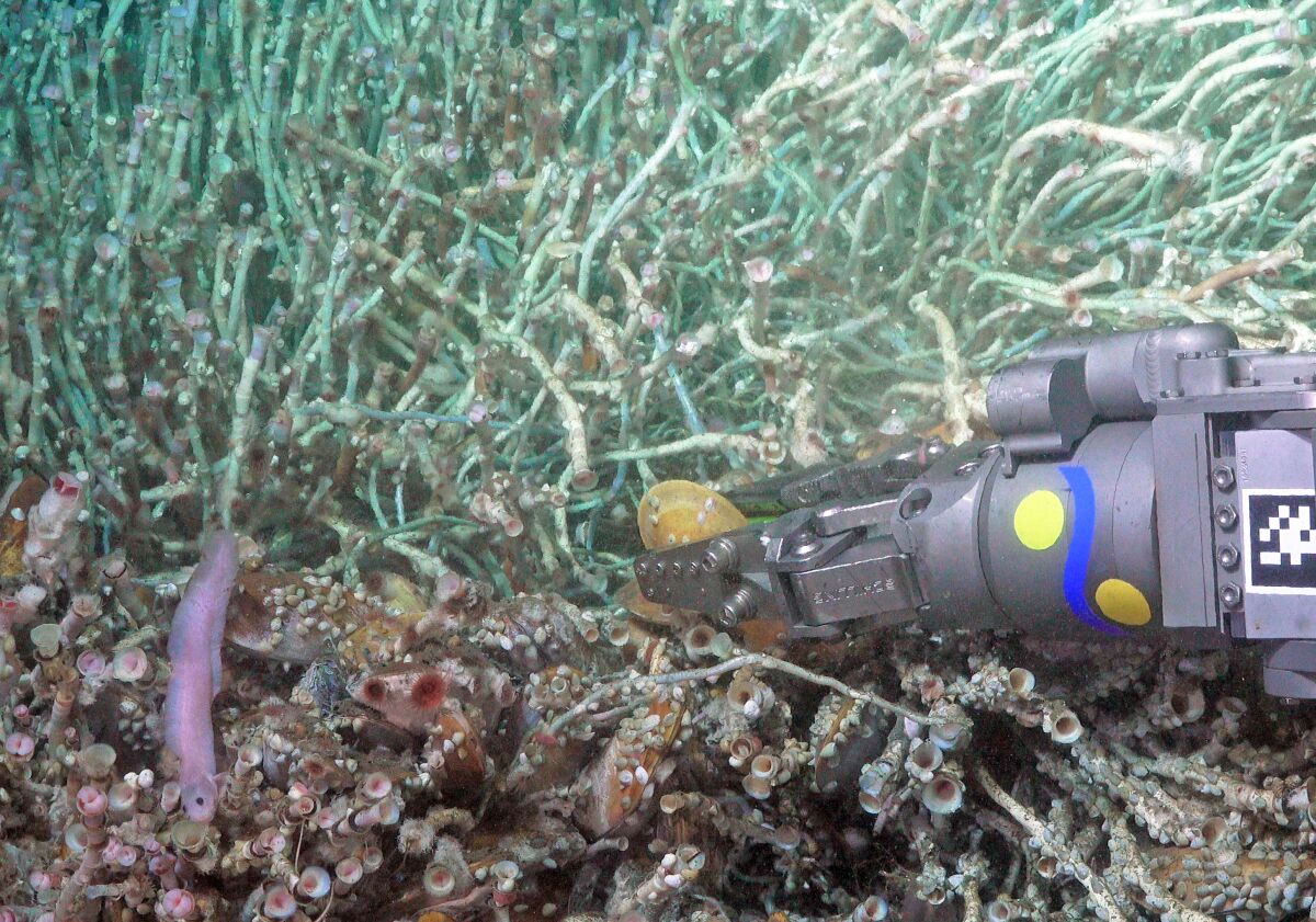 The purple fish at left is a new species of eelpout discovered off Costa Rica by researchers at Scripps Oceanography.