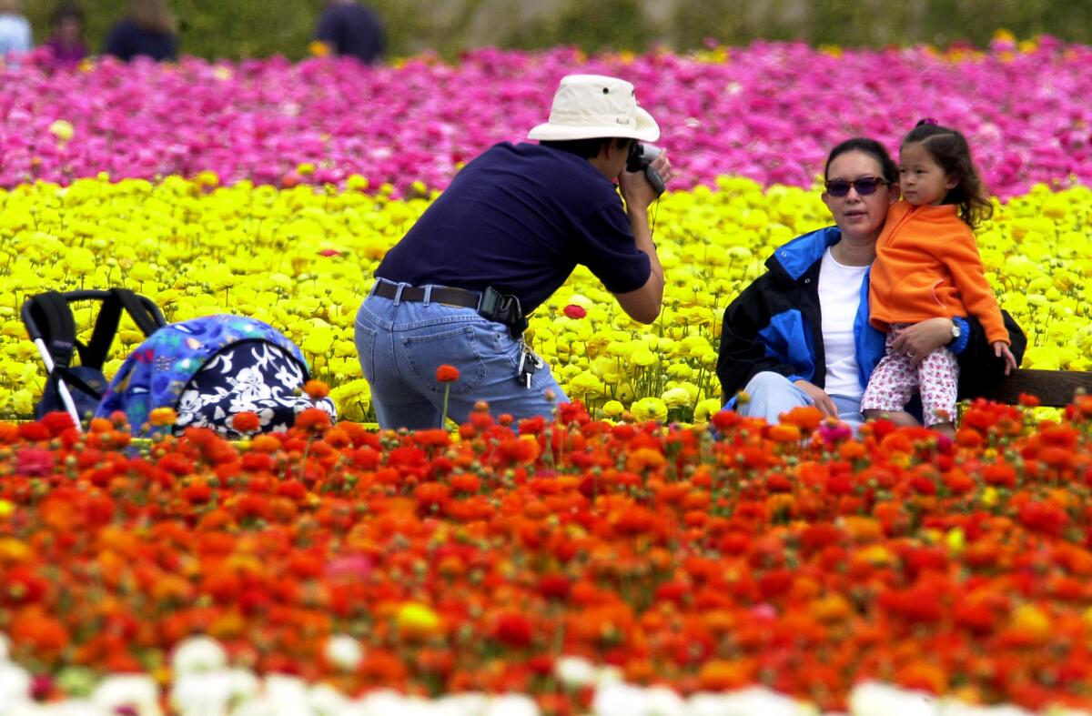 Flowers are a major crop in San Diego County, which has an annual agricultural value approaching $2 billion.