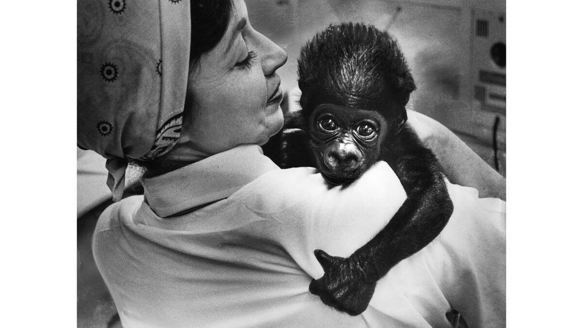 July 22, 1977: Caesar, a gorilla born by caesarean section at the Los Angeles Zoo, is burped by animal keeper Ann Harrell after polishing off a bottle of formula.