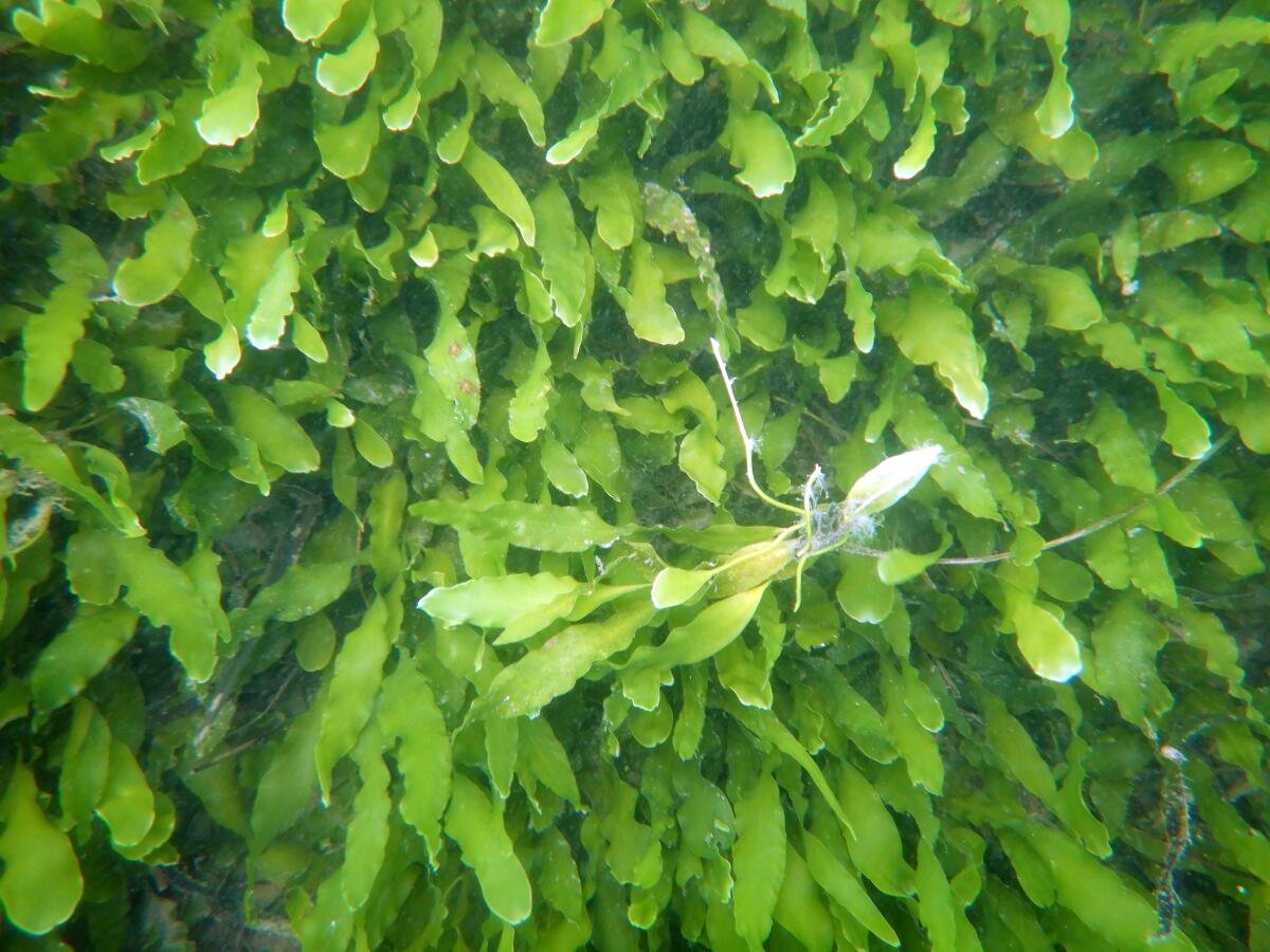 A bed of Caulerpa prolifera that was removed from China Cove. Another small patch was discovered near Collins Island.