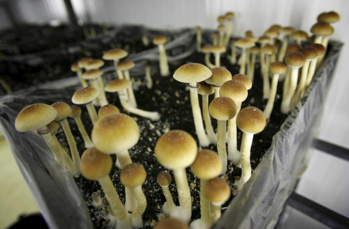  psilocybin mushrooms are seen in a grow room.