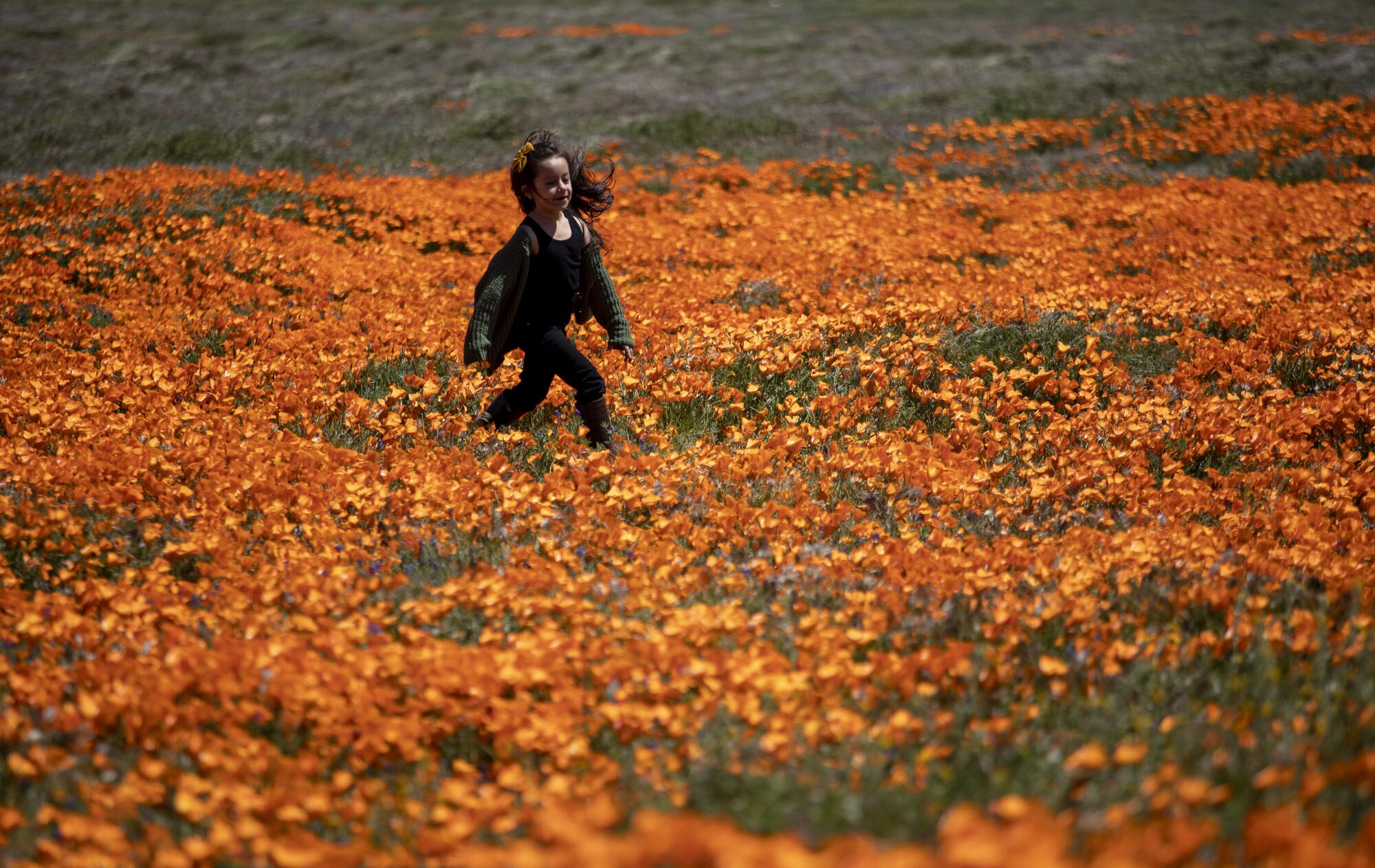 Isabella Cardenas, 7, runs through blooming California poppies in a field in Lancaster.