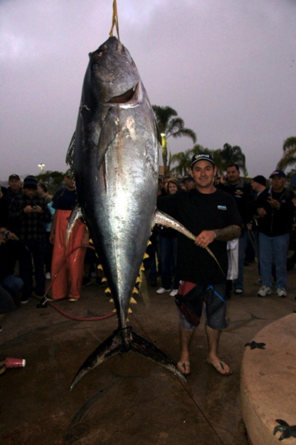 Q & A about the 445-pound yellowfin tuna - The San Diego Union-Tribune