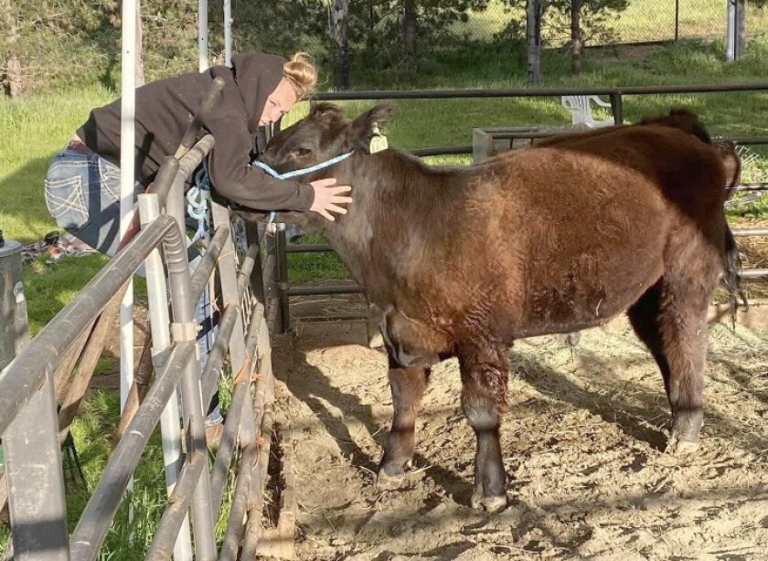 FFA member Adelaide Sorbo hugs a steer she is raising.