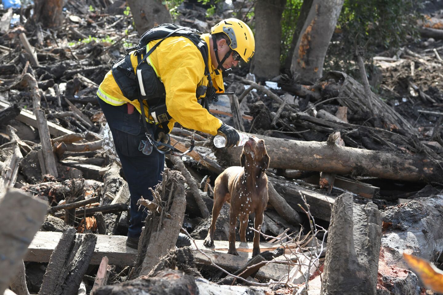 Los Angeles City firefighter Jeffrey Neu gives water to Faith, a cadaver dog, while searching in a wood pile in Montectio Creek.