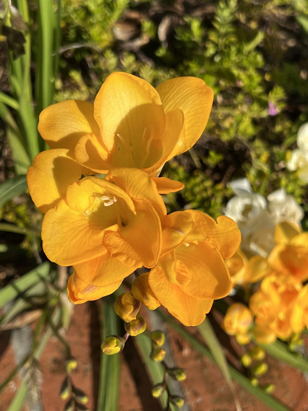 Freesias can live seven to 10 days in a vase when the water is changed regularly.