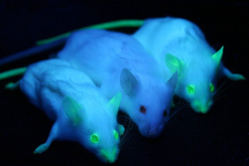 Two transgenic mice expressing green fluorescent protein under ultraviolet illumination on either side of a non-transgenic mouse.