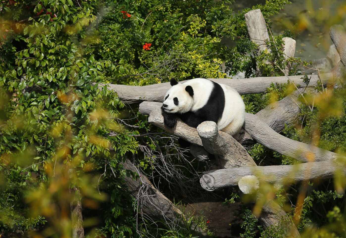 Panda Bai Yun, 27, climbs in her enclosure at the San Diego Zoo on April 16, 2019. The last public day to see the pandas is April 29th, before they head back to China.