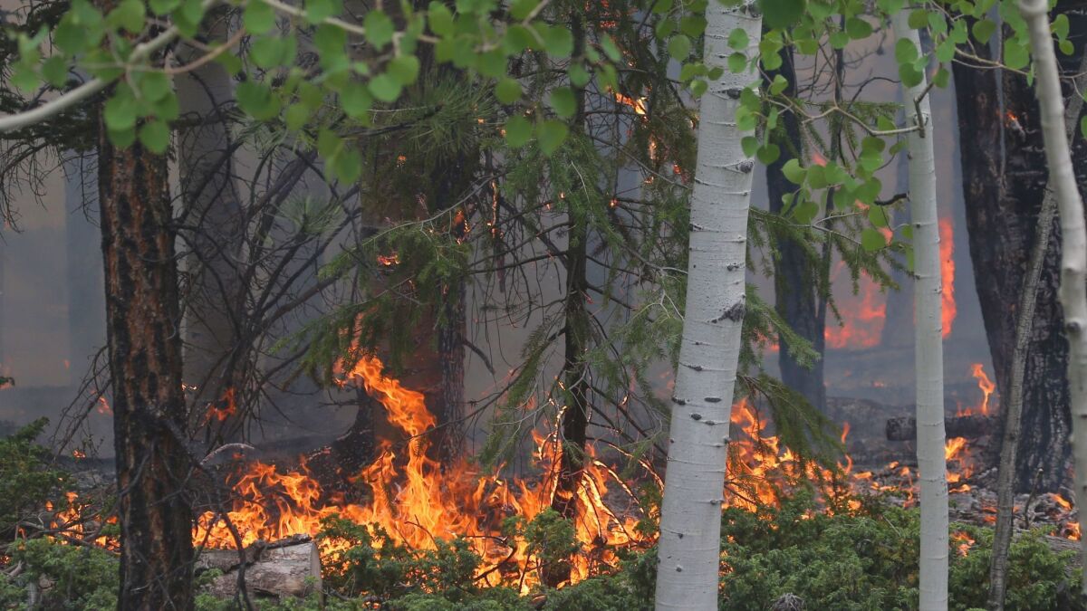 A wildfire burns Sunday outside Panguitch, Utah. The Brian Head fire started last week and has burned at least 49,000 acres and destroyed 13 homes.