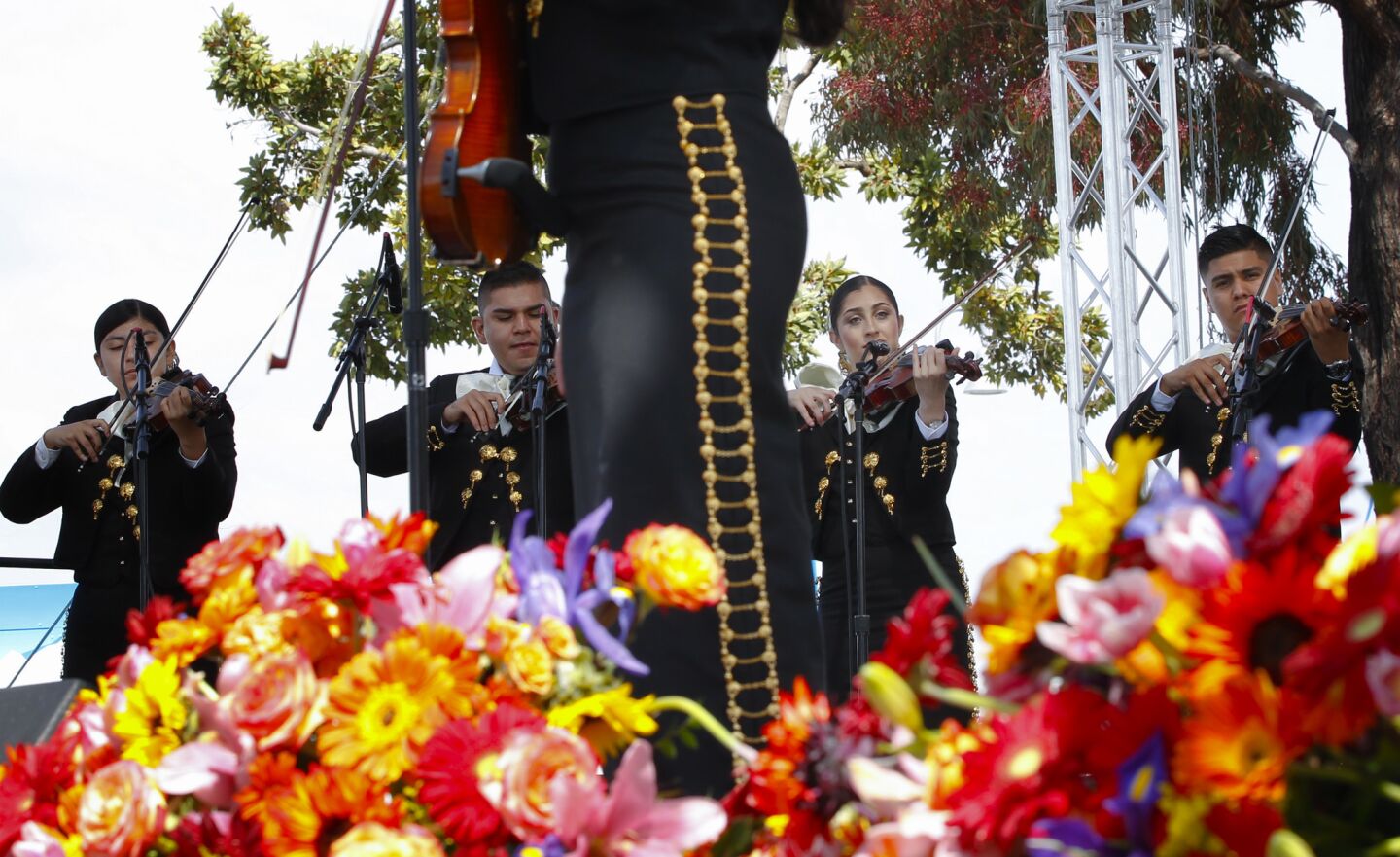 The violin line from Mariachi Estrellas de Chula Vista plays during a solo singing performance from one of their own fellow violinist. The group was performing on Sunday at the annual International Mariachi Festival in National City.