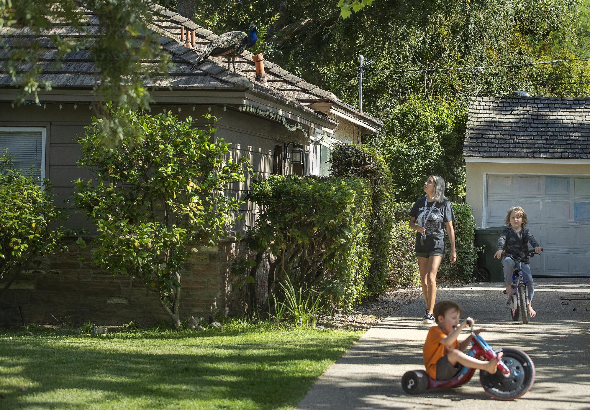 A peafowl sits on a rooftop as two children play below on bicycles in the driveway