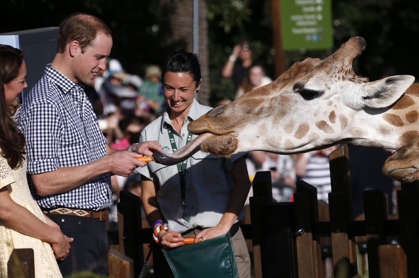 Britain's Prince William reacts as he and Kate feed giraffes during a visit to Sydney's Taronga Zoo.