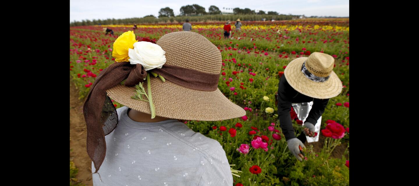 Joel Lopez has ranunculus flowers in her hat as she and other workers pick ranunculus flowers.