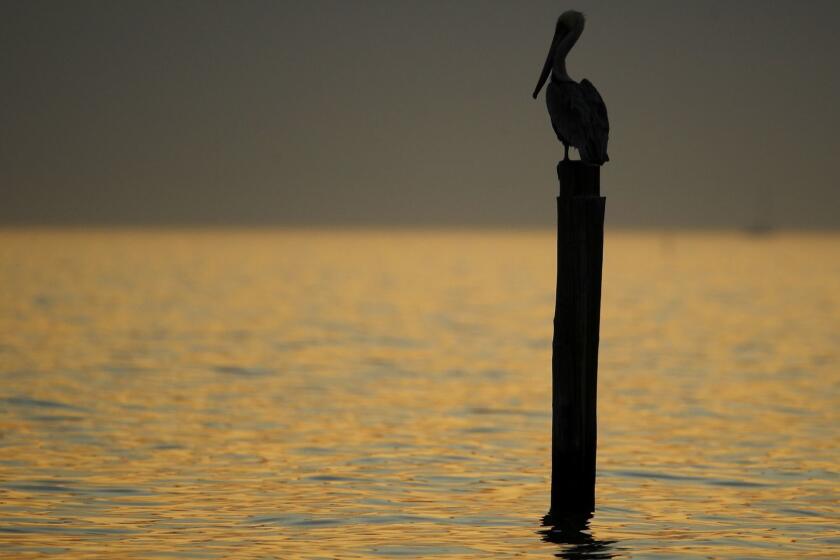 A brown pelican perches on the remnants of a pier in the Gulf of Mexico at sunset Sunday, Dec. 2, 2018, at Gulfport, Miss. (AP Photo/Charlie Riedel)