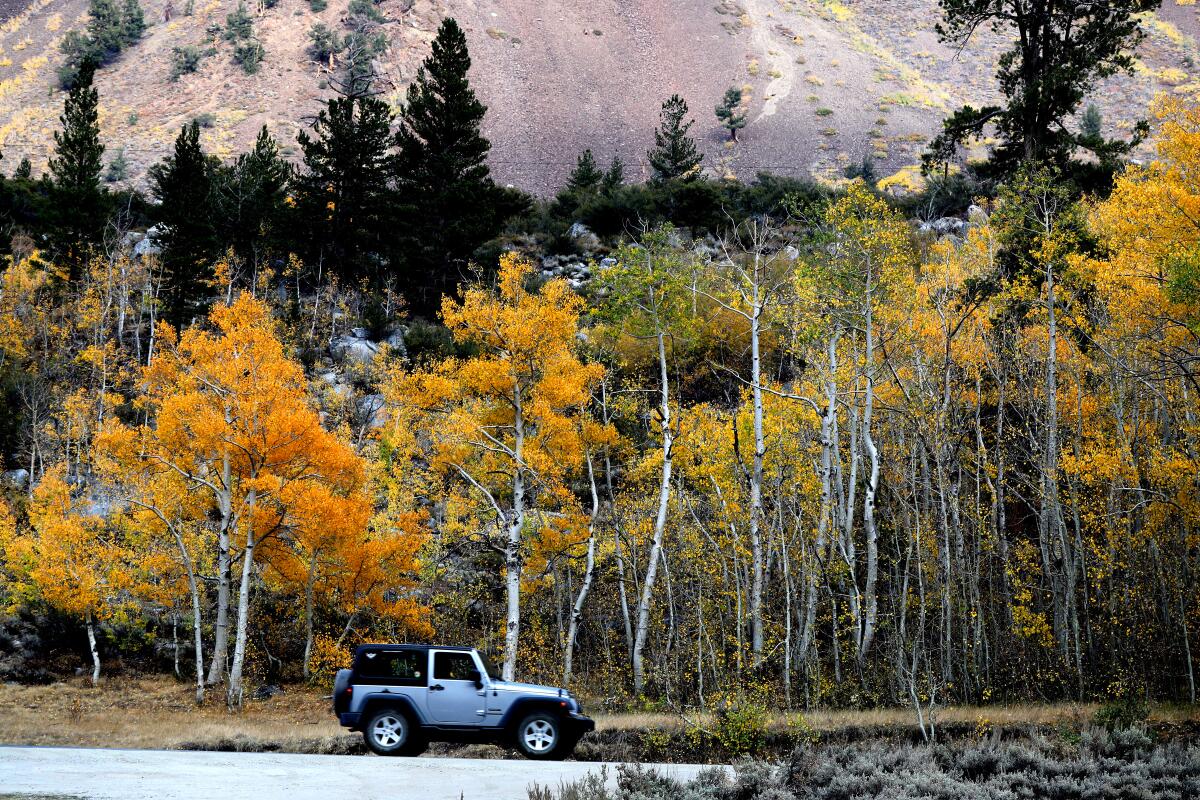 Aspen trees turning yellow and gold in the Eastern Sierra.