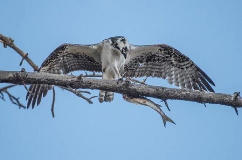 An osprey prepares to dine on a morning meal.