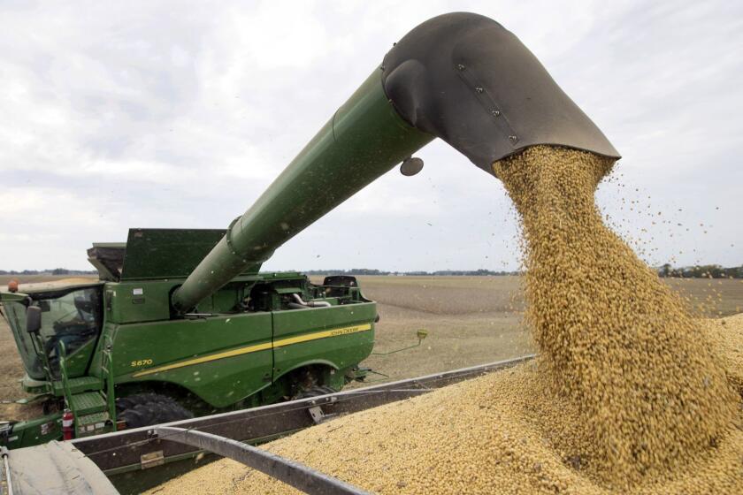 FILE - In this Sept. 21, 2018, file photo, Mike Starkey offloads soybeans from his combine as he harvests his crops in Brownsburg, Ind. For months, the U.S. economy has shrugged off the tariffs slapped by America and China on tens of billions of dollars of each others goods. In drawing up its list of targets, Beijing focused specifically on soybeans and other farm products in a direct shot at Trump supporters in the U.S. (AP Photo/Michael Conroy, File)