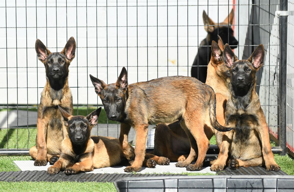 Belgian German shepherd puppies sit and lay down together.