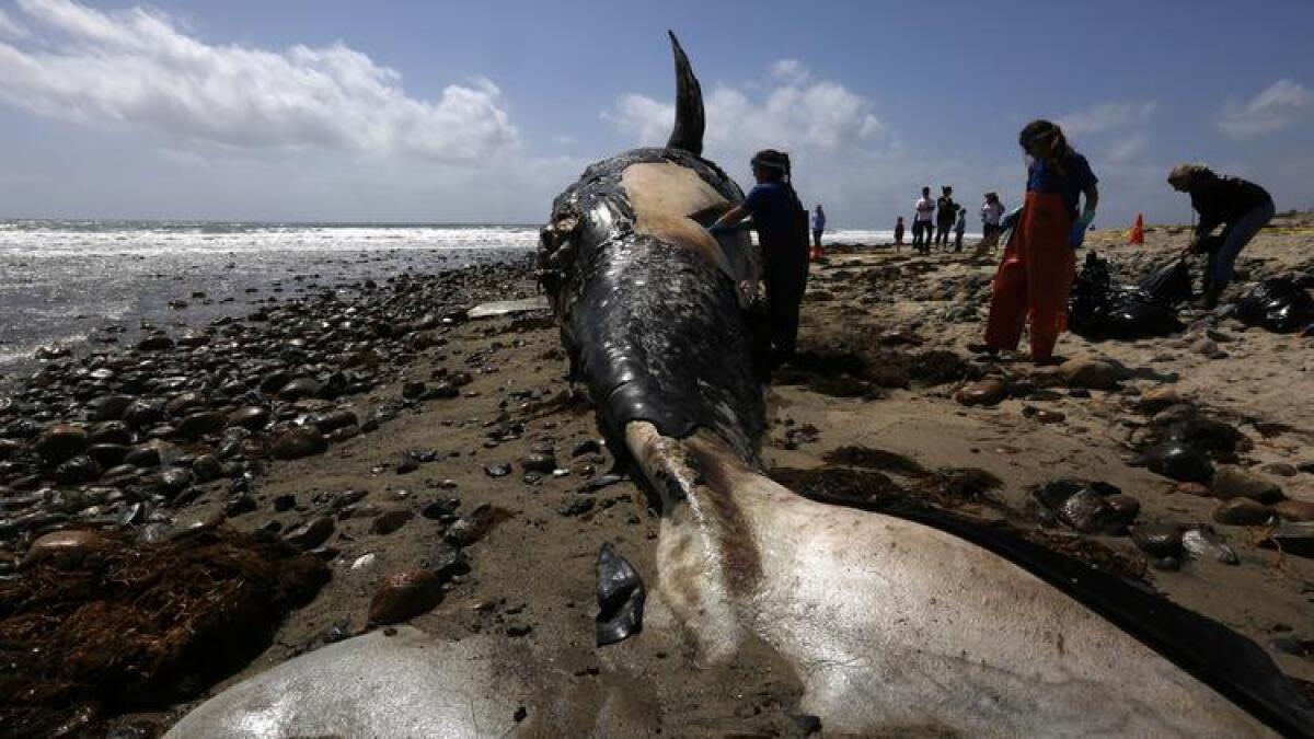 Un biólogo de la NOAA toma muestras de una ballena muerta que llegó a las playas del condado Orange, cerca de la playa estatal de San Onofre.