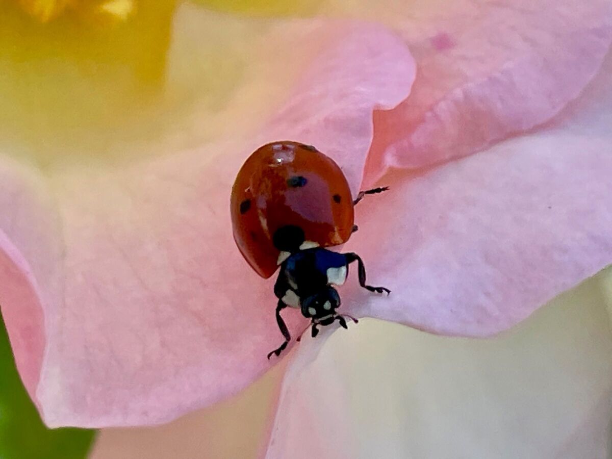 Got aphids? Expect the lady beetles … they will come!