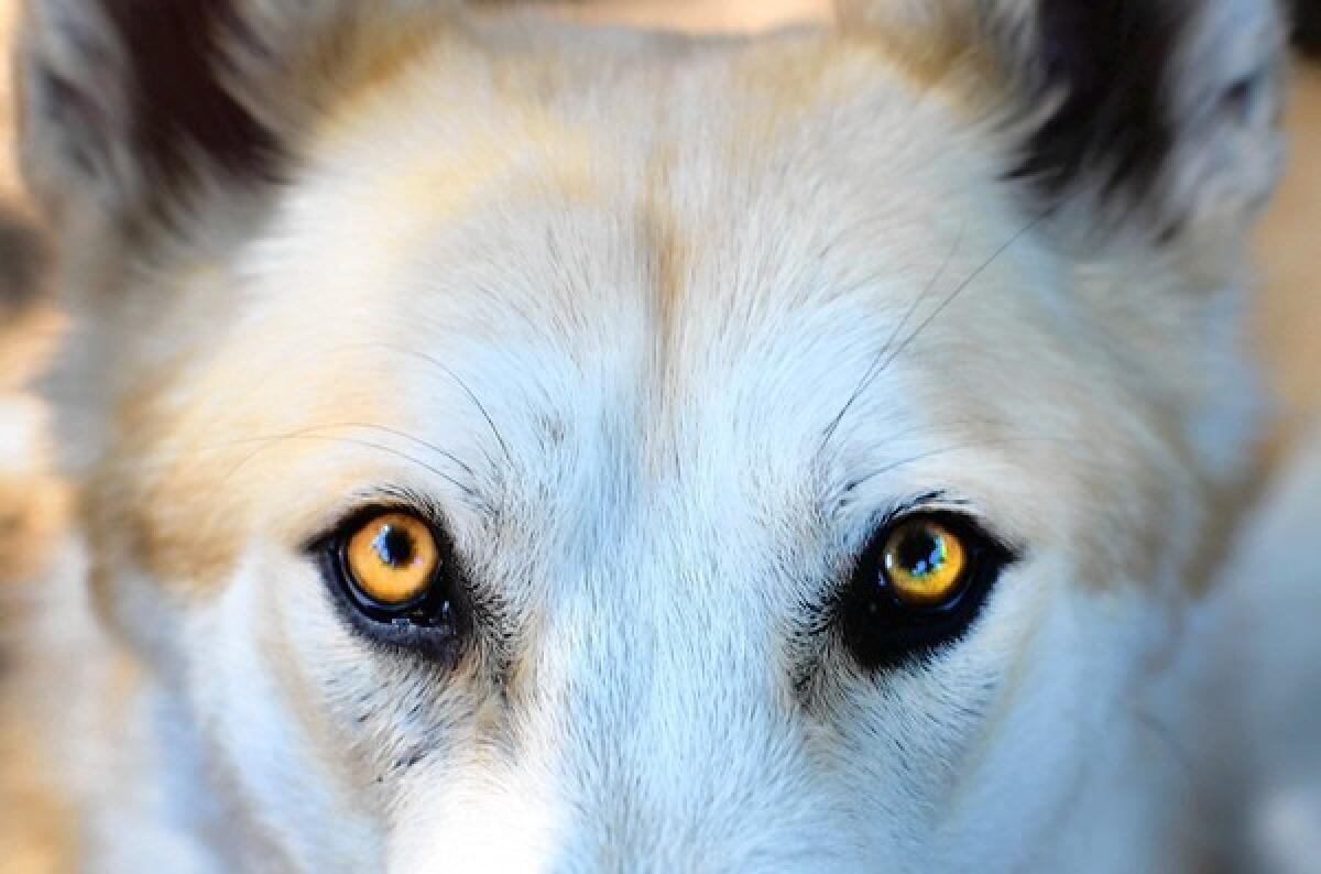 An Alaskan timber wolf.