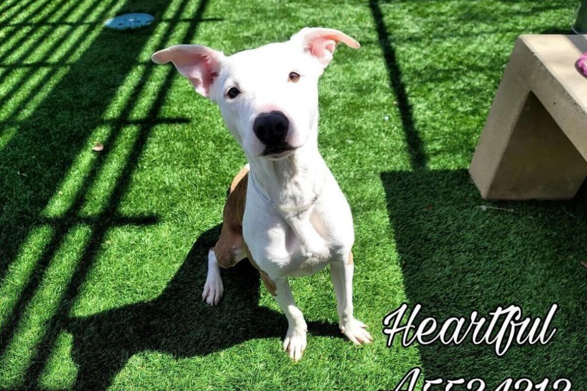 Heartful was euthanized at one of the LA county shelters. 