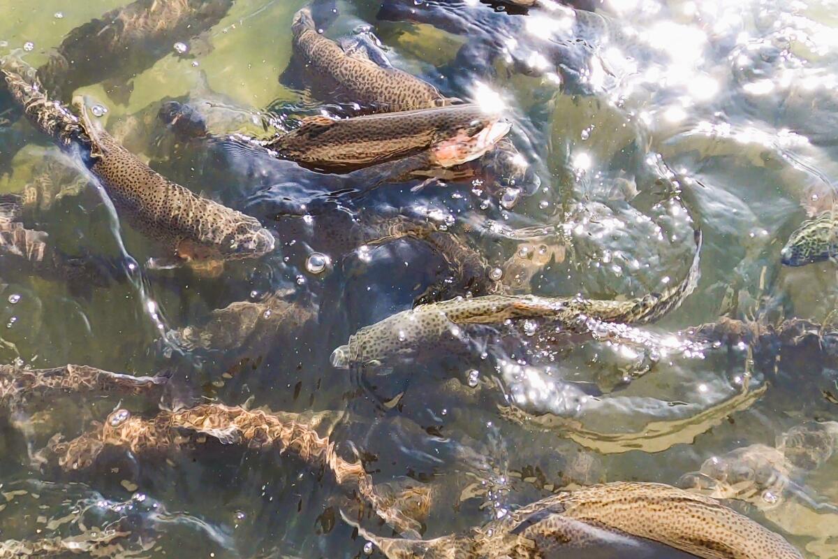 Nimbus Fish Hatchery's fish