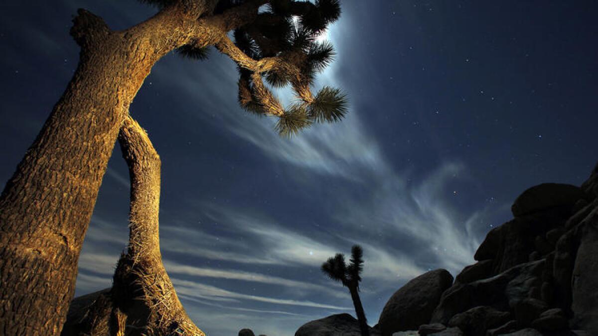 Una luna brillante ilumina el cielo sobre el desierto del Parque Nacional Joshua Tree. Si van de visita este fin de semana se ahorrarán $15 dólares en cuotas de entrada como parte de los festejos de la Semana de los Parques Nacionales.