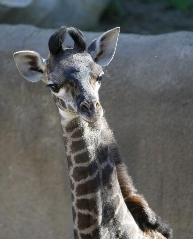 Photo Gallery: L.A. Zoo's annual Reindeer Romp and new baby giraffe on display now