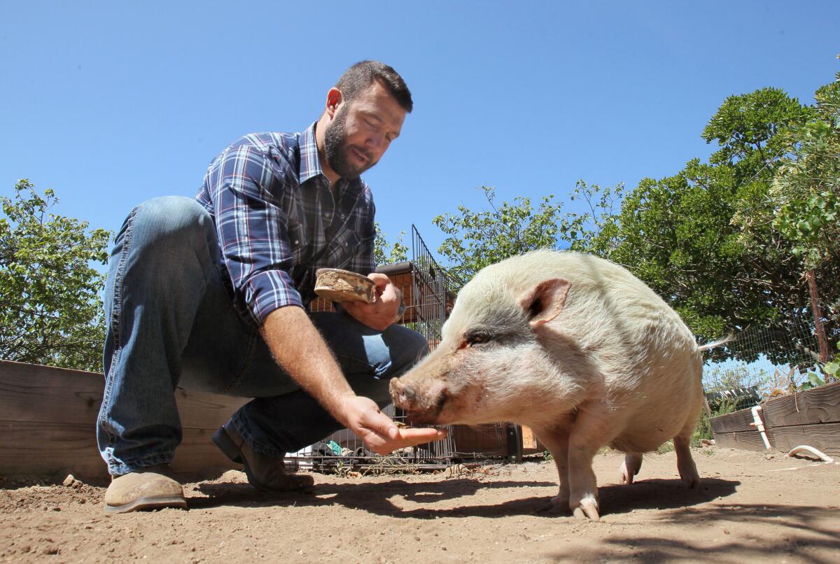 John Fiske, an environmental lawyer and owner of San Diego Farm Animal Rescue, feeds Roosevelt, a pot-bellied pig born with deformed hooves.
