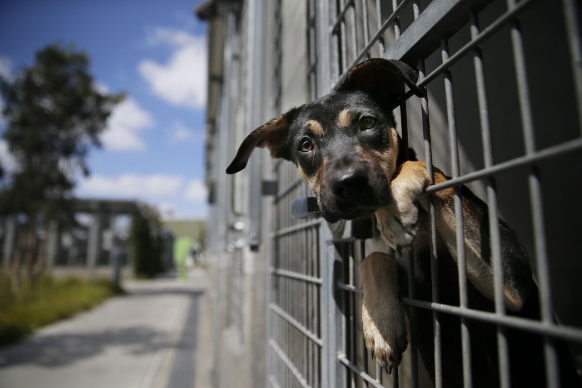 A German shepherd mix at a Los Angeles Animal Services shelter.