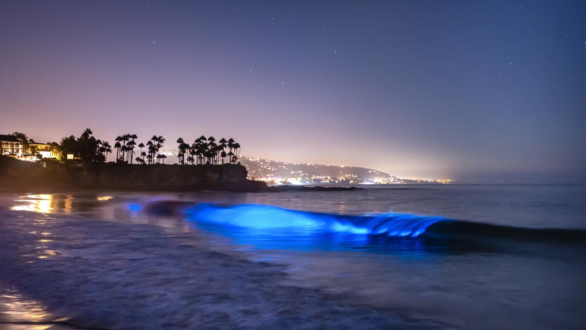 10 Hours Loop - Bioluminescent Beach, Screensaver, Live Wallpaper