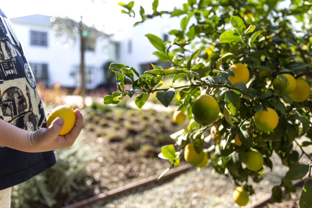 A dwarf Meyer lemon tree can be grown indoors in full sun.