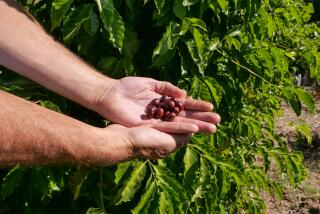 Images of coffee plants and the coffee bean harvesting and roasting process at Frinj Coffee.