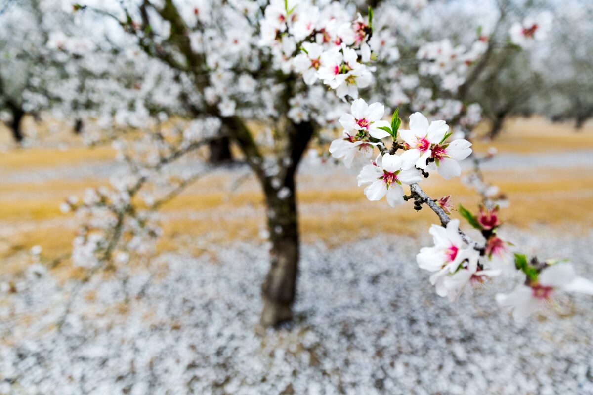An almond tree blooms in Modesto in February 2015.